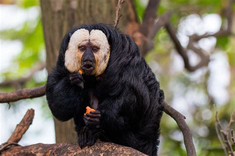 Saki monkeys get screen time for more control over their lives in captivity