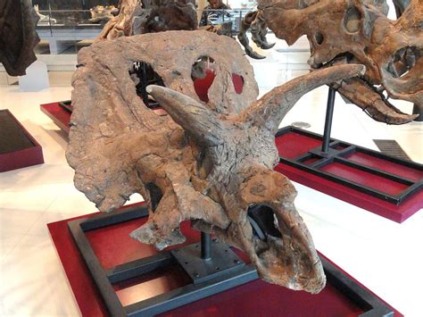 Arrhinoceratops brachyops au Musée royal de l'Ontario, Toronto, Ontario, Canada