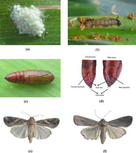 2 Life stages of fall armyworm (a) Egg mass (b) Larva (c) Pupa (d)... | Download Scientific Diagram