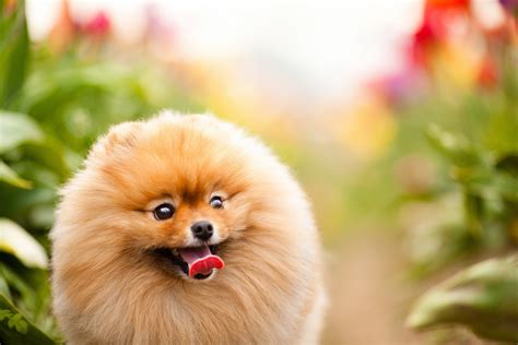 Download Animal Pomeranian HD Wallpaper