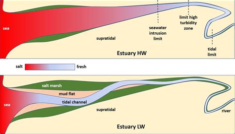 Estuarine ecosystems - Coastal Wiki