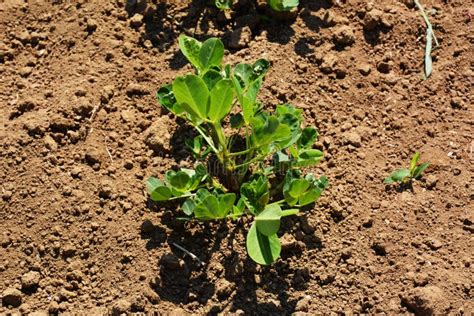 Peanut cultivation stock image. Image of flowers, ground - 94579301