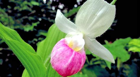 The Lady Slippers are in Bloom | Minnesota Northwoods