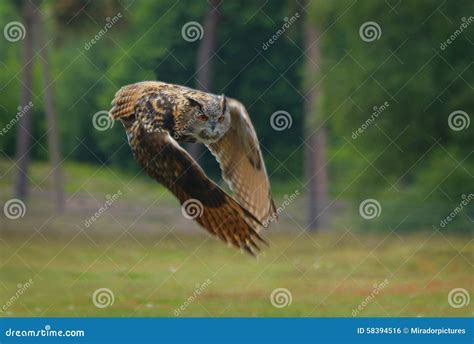 Eyes of an eagle stock photo. Image of display, beautiful - 58394516