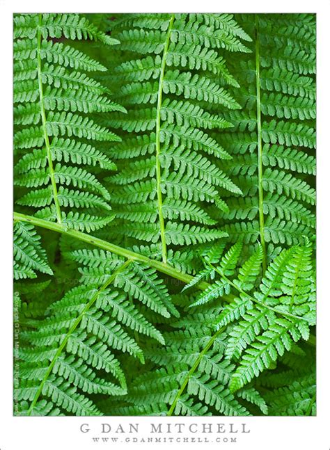 Redwood Forest Ferns | G Dan Mitchell Photography