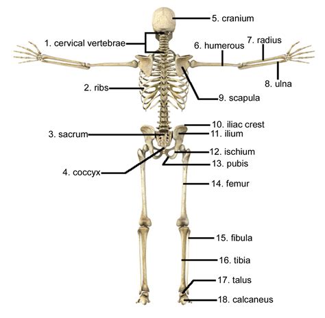 How Many Bones Are In The Spine | Examples and Forms