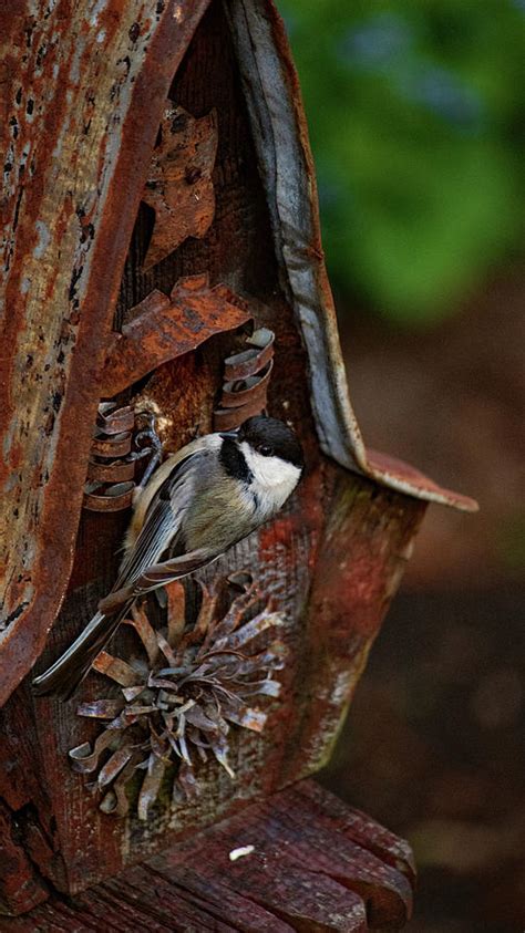 Birdhouse chickadee Photograph by Lisa Howe - Fine Art America