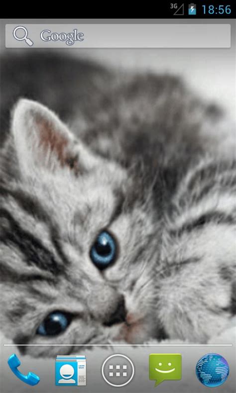 Live Cat Wallpapers - WallpaperSafari