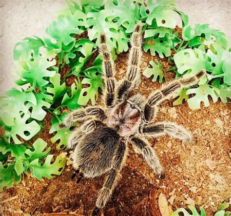 Chilean Rose Tarantulas: Species Profile - BuzzSharer.com