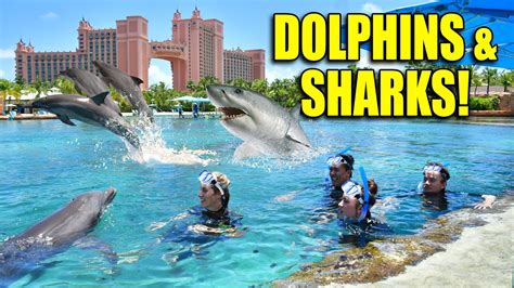 SWIMMING WITH DOLPHINS & SHARKS at the LOST CITY OF ATLANTIS!!! Bahamas Vacation DAY #2 - YouTube