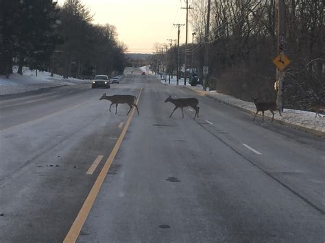 Deers actually crossing at a deer crossing sign | Funny coincidences, Coincidences, Deer crossing