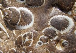 Geology and the fossil record | Ask An Anthropologist