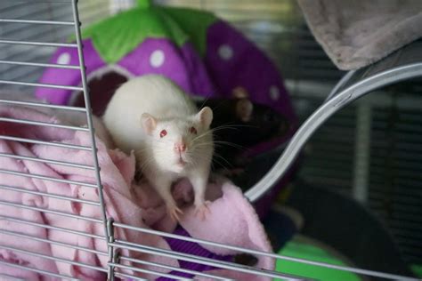 What Should I Feed My Pet Rat? - Rat Guide 101