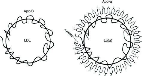 Lipoprotein (a) structure. | Download Scientific Diagram