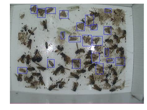 Examples of images captured within the pheromone traps. Best viewed in... | Download Scientific ...