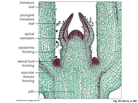 Longitudinal Growth of the Herbaceous Stem Diagram | Quizlet