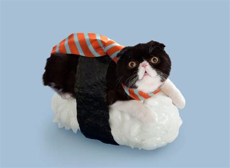 felines dress up with seaweed and rice for sushi cats series