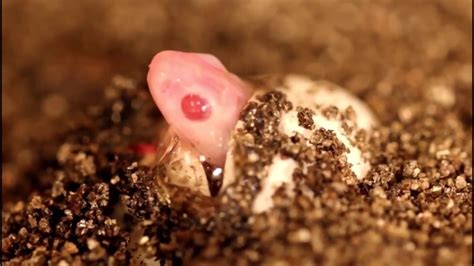 Monocled cobra babies hatching from eggs! - YouTube