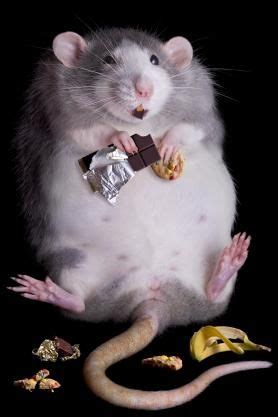 não existe dieta que seja boa para todo mundo Funny Rats, Cute Rats, Cute Hamsters, Funny Mouse ...