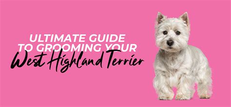 Ultimate Westie Grooming Guide: Tips, Techniques, and Top Products ...