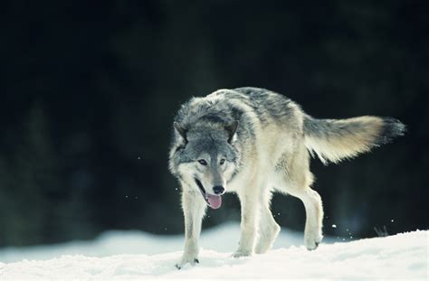 What Adaptations Do Wolves Have? | Sciencing