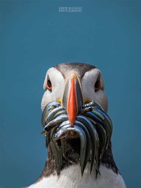 Puffin - Sand Eels - Drew Buckley Photography ~ Pembroke, Pembrokeshire