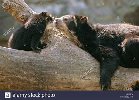 Asiatic Black Bear Cub Stock Photos & Asiatic Black Bear Cub Stock Images - Alamy