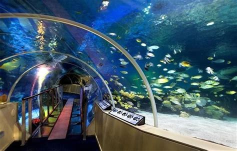 london sea life aquarium - Google Search | Sea life centre, London guide, London travel