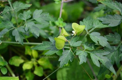 10 Top Benefits & Uses of Mudakathan Keerai (Balloon Vine) For Hair, Skin & Health - Wildturmeric