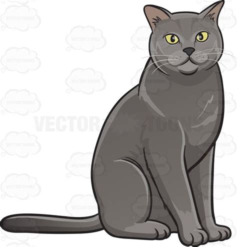 A Gray Domestic Cat | Cat sketch, Cat illustration, Domestic cat