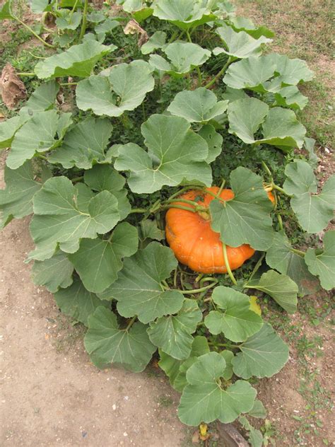 Cucurbita maxima | Feedipedia