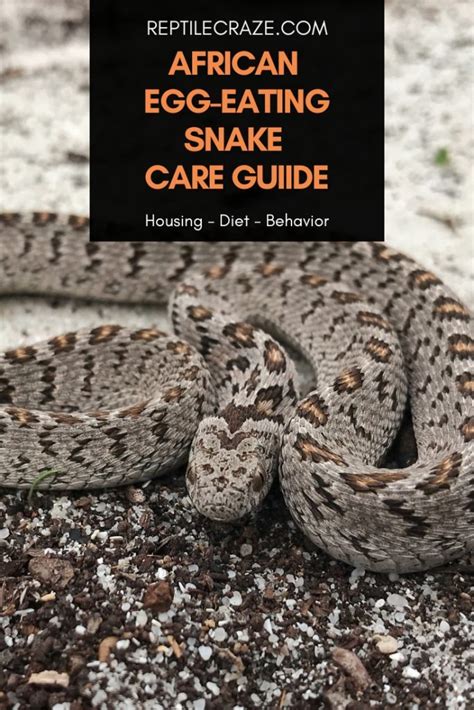 African Egg-Eating Snake Care Guide - Reptile Craze