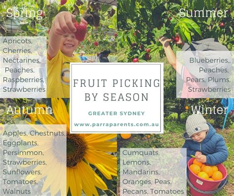 Pick Your Own Fruit Calendar | Farms Nearby to Parramatta, Sydney ...