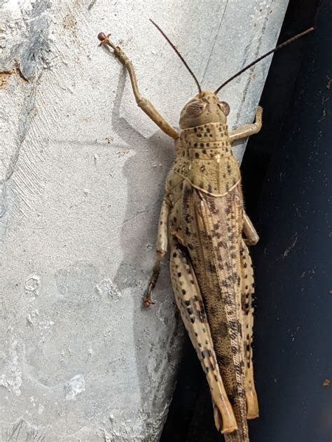 Giant Grasshopper from Burnside QLD 4560, Australia on May 16, 2023 at ...