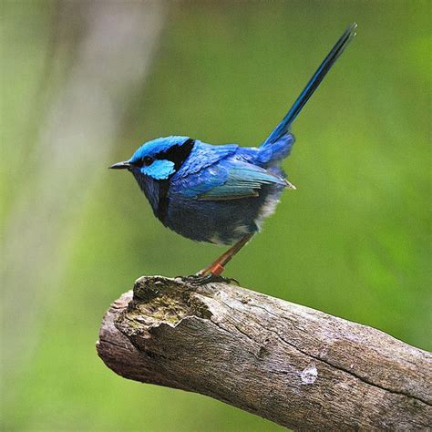 blue wren female - Google Search | Blue wrens | Pinterest