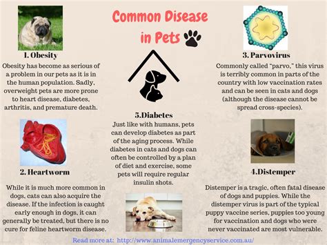 Some Diseases That Are Common These Days In Animal by animalemergency ...