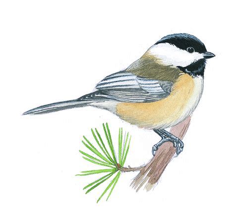 Chickadee Line Drawing at PaintingValley.com | Explore collection of Chickadee Line Drawing