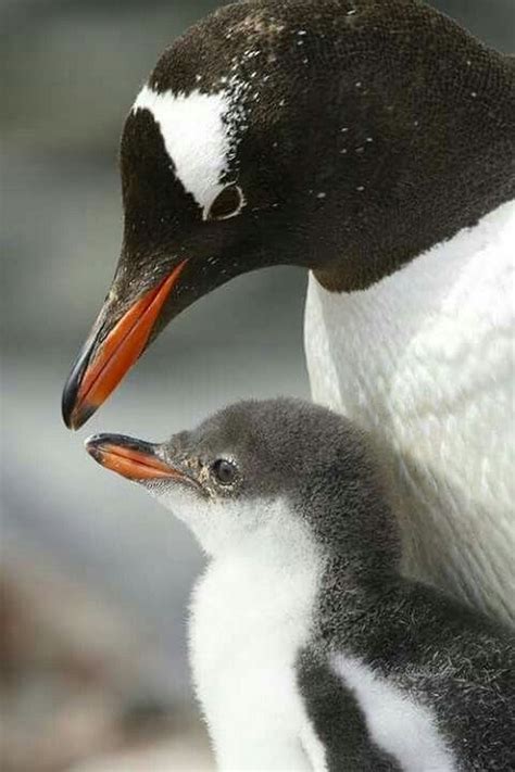 Sign in | Penguins, Gentoo penguin, Pet birds