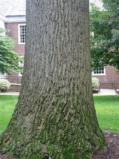 Franklin & Marshall - Tulip Poplar (Liriodendron tulipifera)