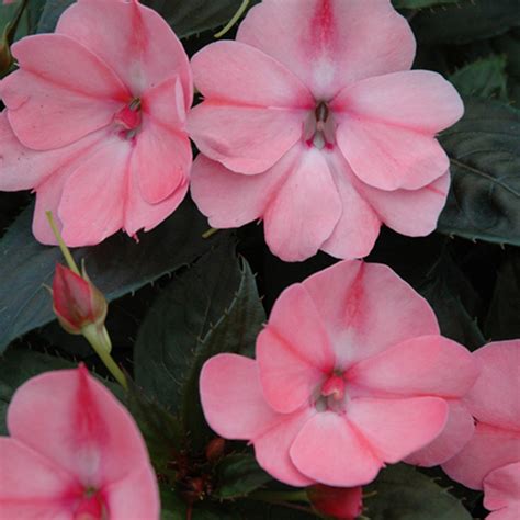 SunPatiens® Compact Blush Pink - Impatiens x hybrida | Proven Winners