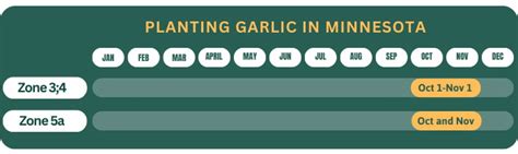 When to Plant Garlic in Minnesota? (Maximize Harvest Success)