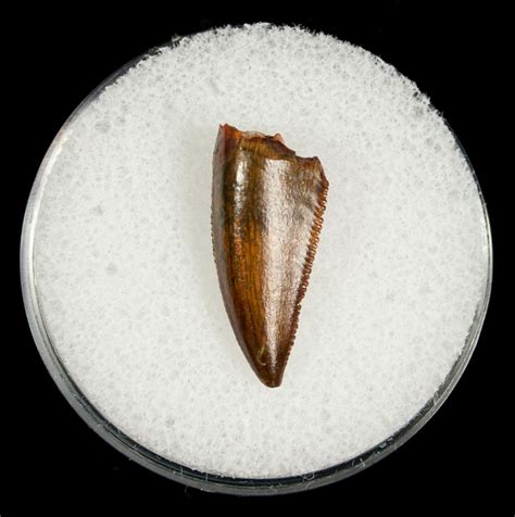 Real Raptor Tooth From Morocco - .76" For Sale (#5055) - FossilEra.com