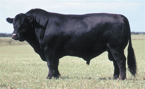 Black Angus Bull - Google Images | Angus bull, Black angus bull, Cattle