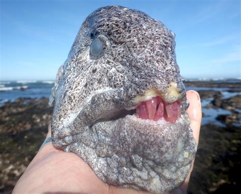 Wolf eels that eat a lot of red urchins end up with pink teeth that look like rose quartz : r ...