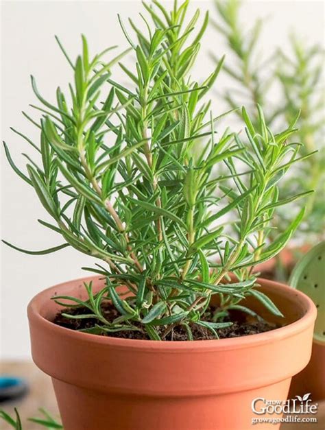 How to Propagate a Rosemary Plant from Stem Cuttings