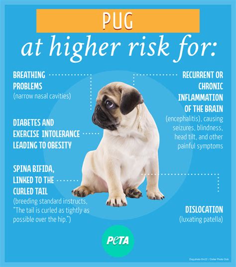 The Hidden Cost of Buying a 'Purebred' Dog From a Breeder | PETA | Pug health problems, Pug ...