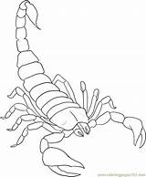Scorpion coloring pages To Download And Print For Free sketch template