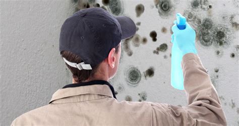 Mold Removal Cost And Companies Near Me: Checklist & Free Quotes