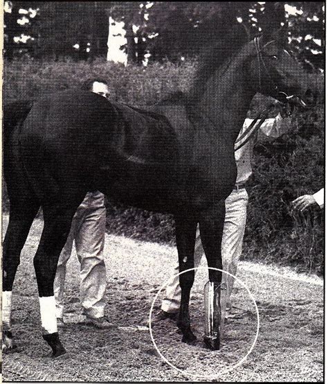 1000+ images about Ruffian on Pinterest | Legends, Parks and Trainers