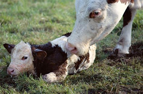 Managing a Successful Calving Season - Alabama Cooperative Extension System